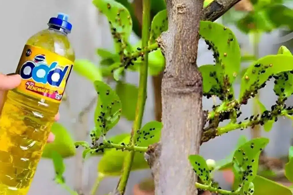 Aprenda um jeito surpreendente para eliminar pragas das plantas de uma vez por todas